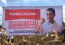 Panen Jagung di Lokasi Food Estate Gunung Mas Memuaskan FOTO: Lokasi Food Estate Gunung Mas