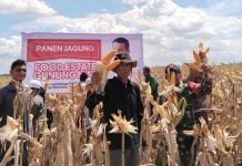 Kepala BSIP Kalteng, Kecam Tom Lembong yang Salah Menilai Food Estate FOTO: Panen jagung di Gunung Mas dengan produksi mencapai hasil 6,5 ton per hektar.