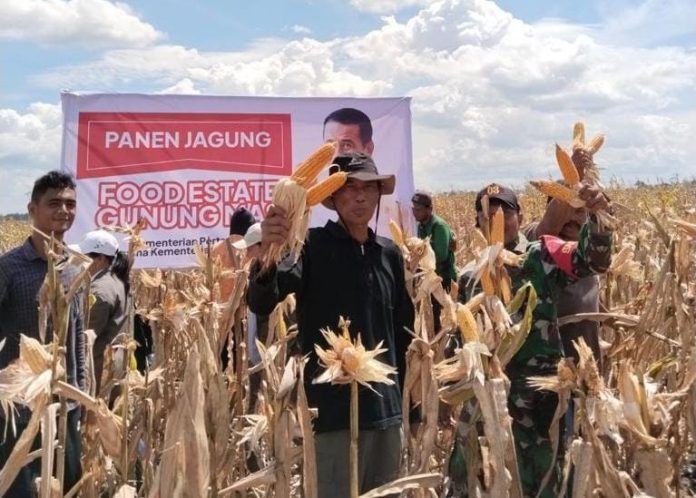 FOTO: Panen jagung di Gunung Mas dengan produksi mencapai hasil 6,5 ton per hektar.