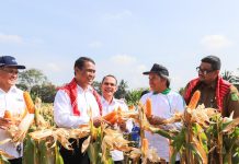BPS: PDB Pertanian Triwulan IV 2023 Tumbuh positif, Kontribusi Terhadap Ekonomi Nasional FOTO: Menteri Pertanian Andi Amran Sulaiman saat kegiatan panen jagung di Sumatera Utara.