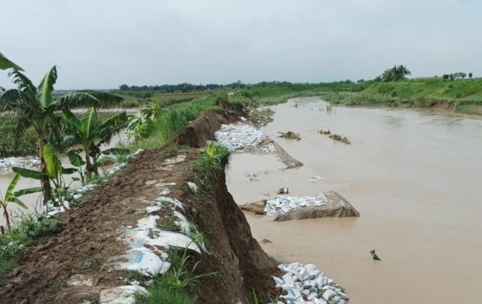 FOTO: Curah hujan tinggi terjadi luapan air sungai sebabkan areal persawahan di Kabupaten Demak terdampak.