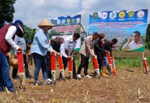 Kementan Bersama Gempita Genjot Penanaman Jagung di Subang, Jabar FOTO: Gerakan pemuda tani Indonesia (Gempita) yang melakukan penanaman jagung di Desa Gembor, Kecamatan Pagaden, Kabupaten Subang, Jawa Barat.