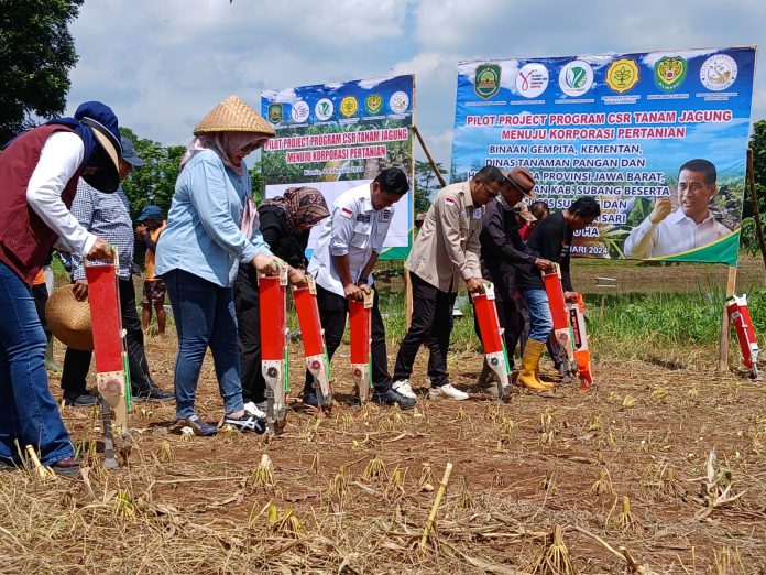 FOTO: Gerakan pemuda tani Indonesia (Gempita) yang melakukan penanaman jagung di Desa Gembor, Kecamatan Pagaden, Kabupaten Subang, Jawa Barat.