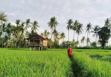 Jatim dan Jateng Masuk Panen Raya, Bersiap Jaga Harga dan Serap Gabah Petani ILUSTRASI: Areal persawahan