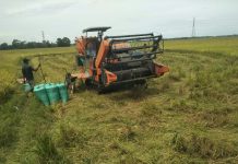 Gelar Panen Raya, Kabupaten Maros Siap Banjiri Beras Pasar Nasional FOTO: Pelaksanaan panen di salah satu areal persawahan di kabupaten Maros, Sulawesi Selatan.