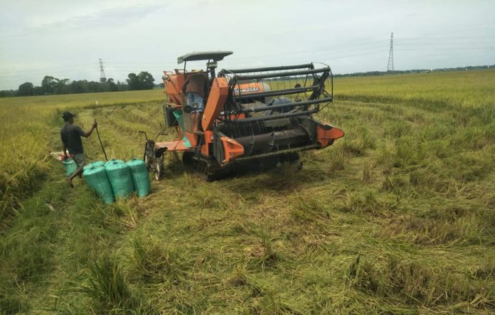 FOTO: Pelaksanaan panen di salah satu areal persawahan di kabupaten Maros, Sulawesi Selatan.