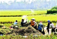 Petani Banten Masuk Panen Raya Padi ILUSTRASI: Petani usai melakukan panen padi (medco)