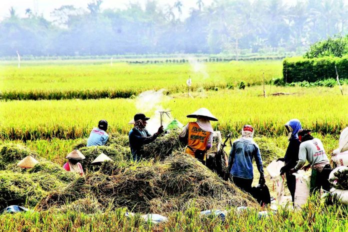 ILUSTRASI: Petani usai melakukan panen padi (medco)