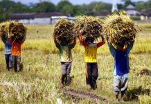Mitra Bulog di Bulukumba Beli Gabah Petani Diatas HET, Desak Pemkab Adakan Mesin Pengeringan ILUSTRASI: Petani di Desa Sruni, Kecamatan Jenggawah, saat melakukan panen padi. (Ist)