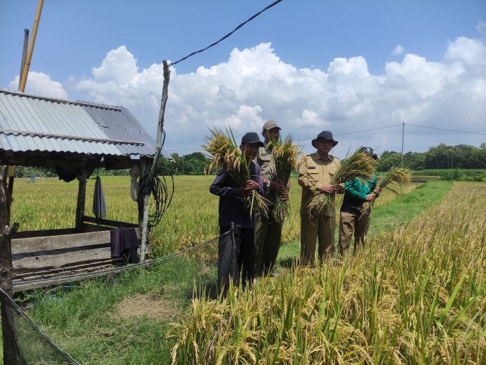 FOTO: Para petani di Kabupaten Ngawi, Jawa Timur saat masuk musim panen padi.