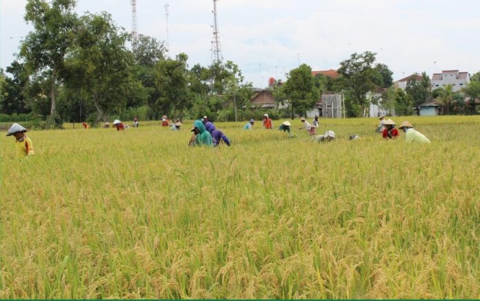 ILUSTRASI: Petani saat melakukan panen padi