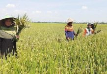 Data BPS: Maret-April Panen Raya Padi ILUSTRASI: Petani saat musim panen di Pulu Jawa