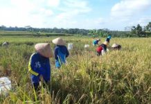 Panen Raya Melimpah, KTNA dan HKTI Minta Waspada Harga Gabah Jatuh ILUSTRASI: Petani saat musim panen di Pulu Jawa