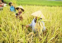 Petani DIY Bersyukur Masuk Musim Panen ILUSTRASI: Petani Provinsi Daerah Istimewa Yogyakarta