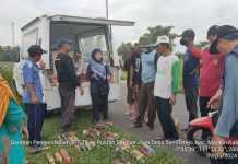 Amankan Produksi Padi, Kementan Gerak Cepat dan Masif Lakukan Pengendalian Tikus FOTO: Tim Gerdal (Gerakan Pengendalian) tikus dan jamur Kementerian Pertanian di salah satu area persawahan di Kabupaten Madiun, Jawa Timur.