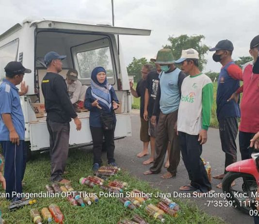 Amankan Produksi Padi, Kementan Gerak Cepat dan Masif Lakukan Pengendalian Tikus FOTO: Tim Gerdal (Gerakan Pengendalian) tikus dan jamur Kementerian Pertanian di salah satu area persawahan di Kabupaten Madiun, Jawa Timur.