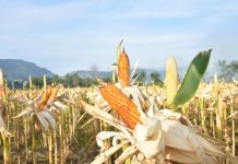 Hasil Panen Jagung Maret-April Melimpah, Ini 10 Kabupaten Produsen Terbesar ILUSTRASI: Jagung