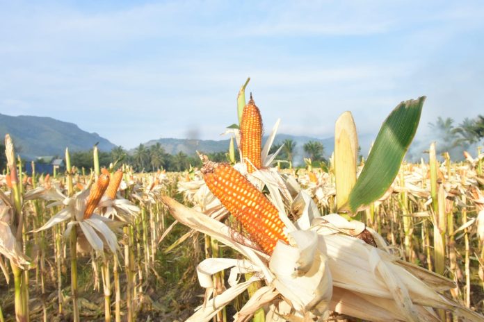 ILUSTRASI: Jagung