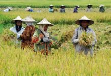 Sentra Produksi di Sumatera Memasuki Musim Panen, Harga Beras Mulai Turun ILUSTRASI: Petani saat musim panen