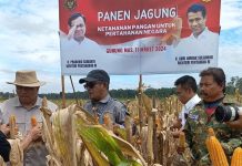 Kementan-Kemenhan Gelar Panen Raya Jagung di Kawasan Food Estate Gunung Mas FOTO: Kementerian Pertanian (Kementan) bersama jajaran Kementerian Pertahanan (Kemenhan) menggelar panen raya jagung di lahan food estate Desa Tewai Baru, Kecamatan Sepang, Kabupaten Gunung Mas, Provinsi Kalimantan Tengah.