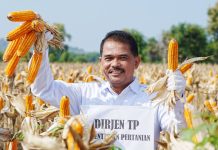 Panen Raya Jagung, Petani Usul Fleksibilitas HAP Jagung Dinaikkan FOTO: Direktur Jenderal Tanaman Pangan, Suwandi, saat melakukan panen raya jagung di Desa Nimbang, Kecamatan Palang, Kabupaten Tuban, Jatim.