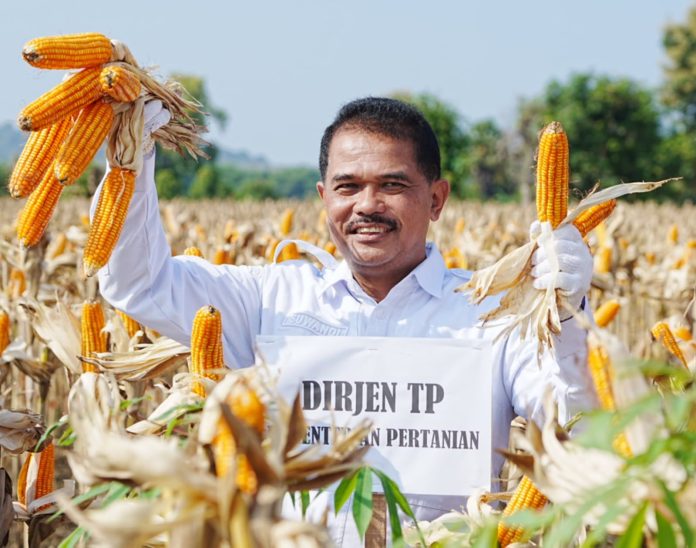 FOTO: Direktur Jenderal Tanaman Pangan, Suwandi, saat melakukan panen raya jagung di Desa Nimbang, Kecamatan Palang, Kabupaten Tuban, Jatim.