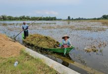 Ini Solusi Darurat Kementan atasi Dampak Banjir di Pati FOTO: Petani di Kabupaten Pati, Jawa Tengah menyelamatkan padi dari kepungan banjir.