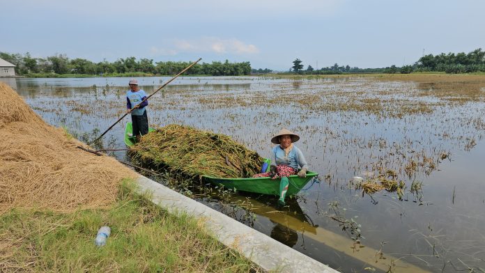 FOTO: Petani di Kabupaten Pati, Jawa Tengah menyelamatkan padi dari kepungan banjir.