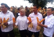 Gelar Panen di Pati, Kementan Sebut Produksi Jagung Nasional Awal 2024 Naik Tajam FOTO: Direktur Jenderal Tanaman Pangan, Suwandi saat mewakili Menteri Pertanian, Andi Amran Sulaiman, meninjau serta melakukan panen jagung di Desa Godo, Kecamatan Winong, Kabupaten Pati, Jumat kemarin (22/3/2024).