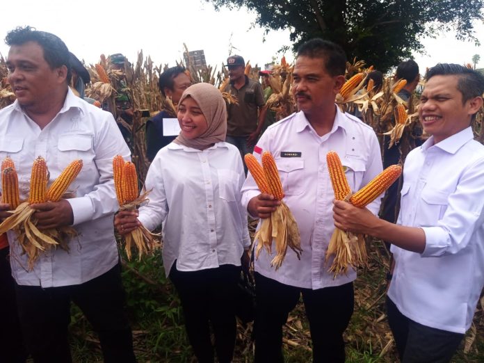 FOTO: Direktur Jenderal Tanaman Pangan, Suwandi saat mewakili Menteri Pertanian, Andi Amran Sulaiman, meninjau serta melakukan panen jagung di Desa Godo, Kecamatan Winong, Kabupaten Pati, Jumat kemarin (22/3/2024).