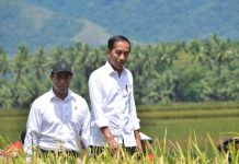 Di Sulteng, Presiden Jokowi Apresiasi Gebrakan Mentan Amran Lakukan Percepatan Tanam Padi FOTO: Presiden Jokowi didampingi Menteri Pertanian (Mentan) Andi Amran Sulaiman mengunjungi panen padi di Desa Pandere, Kecamatan Gumbasa, Kabupaten Sigi, Sulawesi Tengah, Sulawesi Tengah, Rabu (27/3/2024).