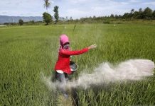 Kuota Pupuk Bersubsidi Provinsi NTT Bertambah Hampir Dua Kali Lipat, Produktivitas Diharapkan Meningkat FOTO: Ilustrasi Petani dan Pupuk bersubsidi (istimewa)
