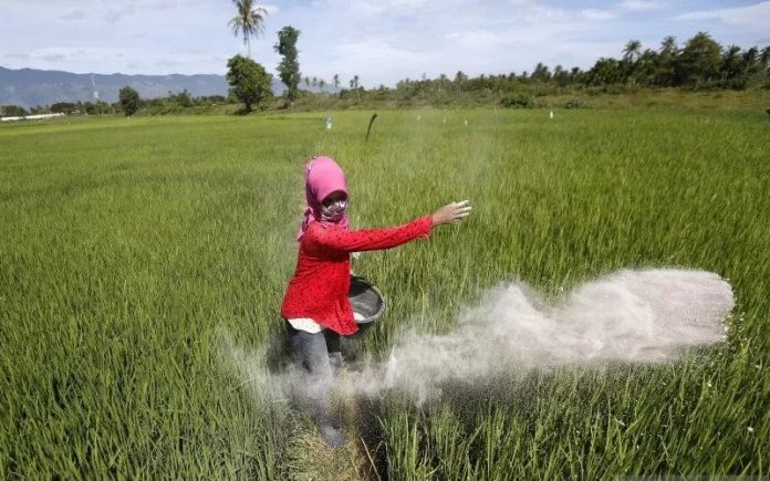 FOTO: Ilustrasi Petani dan Pupuk bersubsidi (istimewa) 