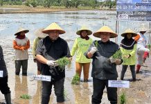 Kebut Optimalisasi Lahan, Kementan Gelar Tanam Padi Perdana di Kalimantan Tengah FOTO: Direktur Jenderal (Dirjen) Perkebunan, Andi Nur Alam Syah selaku Penanggung Jawab Penanganan Darurat Pangan Provinsi Kalimantan Tengah bersama Wakil Gubernur Kalimantan Tengah, Edy Pratowo beserta Forkompimda Kabupaten Pulpis serta Kelompok Tani secara simbolis melakukan penanaman perdana padi pada lokasi Kegiatan Optimalisasi Lahan Rawa di Desa Sanggang, Kecamatan Pandih Batu Kabupaten Pulang Pisau.