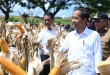 UU Desa Diteken Jokowi, Kades dapat Uang Pensiunan, Perangkat Desa dan BPD dapat Tunjangan FOTO: Presiden Jokowi saat sedang berada di ladang panen raya jagung Kabupaten Sumbawa, Provinsi Nusa Tenggara Barat (NTB). Kamis, 2 Mei 2024. Foto: Rusman & Kris - Biro Pers Sekretariat Presiden.
