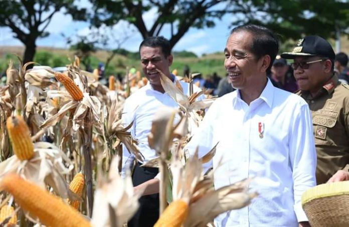 FOTO: Presiden Jokowi saat sedang berada di ladang panen raya jagung Kabupaten Sumbawa, Provinsi Nusa Tenggara Barat (NTB). Kamis, 2 Mei 2024. Foto: Rusman & Kris - Biro Pers Sekretariat Presiden.