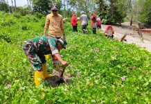 Hijaukan Bumi, Pemdes Munte Tana Lili Tanam 400 Bibit Pohon Ketapang di Objek Wisata Bahari FOTO: Pemerintah Desa Munte, Babinkantibmas (Polri), Babinsa (TNI), Karang Taruna dan KKLP STISIP Veteran Palopo ikut ambil bagian penanaman 400 pohon Ketapang kencana di kawasan Wisata Bahari. Senin (13/05/2024)