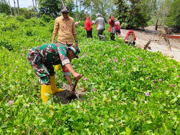 FOTO: Pemerintah Desa Munte, Babinkantibmas (Polri), Babinsa (TNI), Karang Taruna dan KKLP STISIP Veteran Palopo ikut ambil bagian penanaman 400 pohon Ketapang kencana di kawasan Wisata Bahari. Senin (13/05/2024)