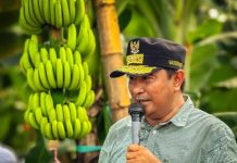 Eks Pj Gubernur Sulsel, Ajak OPD Sulbar ke Lahan Pisang Cavendish di Bone, Siap Ekspor FOTO: Gubernur Sulbar Bahtiar Baharuddin, saat memperkenalkan pisang Cavendish siap ekspor di Kampung Batu Gading Kecamatan Mare, Kabupaten Bone, Provinsi Sulawesi Selatan, ke OPD Pemprov Sulawesi Barat. Sabtu (25/05/2024).