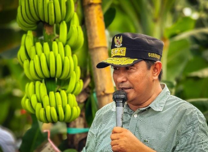 FOTO: Gubernur Sulbar Bahtiar Baharuddin, saat memperkenalkan pisang Cavendish siap ekspor di Kampung Batu Gading Kecamatan Mare, Kabupaten Bone, Provinsi Sulawesi Selatan, ke OPD Pemprov Sulawesi Barat. Sabtu (25/05/2024).