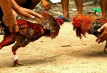 Puluhan Pelaku Sabung Ayam Terjaring Tim Jatanras Polrestabes Makassar di Kelurahan Bitowa Manggala ILUSTRASI Sabung Ayam (hiloop.com)