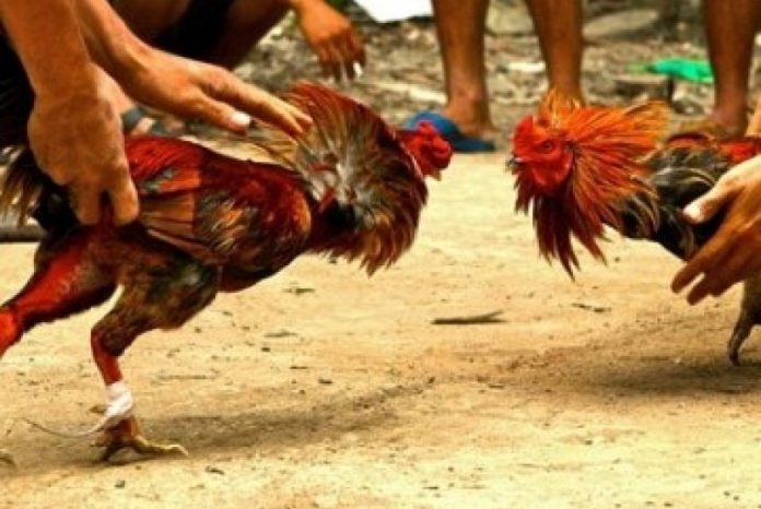 ILUSTRASI Sabung Ayam (hiloop.com)