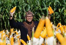 Buka Gebyar Perbenihan, Wamentan Sudaryono Genjot Akselerasi Swasembada Pangan FOTO: Wakil Menteri Pertanian (Wamentan), Sudaryono dalam meninjau display benih dan sekaligus membuka Gebyar Perbenihan tersebut di Gedung Budaya Soreang, Bandung, Sabtu (27/7/2024). (Humas Kementan)