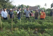 Kiki Seto Berkunjung ke Perkebunan Cabai di Barombong FOTO: Kiki Seto Berkunjung ke Perkebunan Cabai di Jl Andi Paturungi, Kelurahan Barombong, Kecamatan Tamalate, Sabtu (14/9/2024) sore.