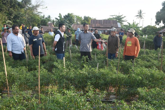 FOTO: Kiki Seto Berkunjung ke Perkebunan Cabai di Jl Andi Paturungi, Kelurahan Barombong, Kecamatan Tamalate, Sabtu (14/9/2024) sore.