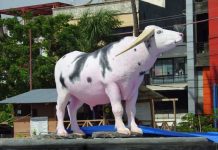 Masyarakat Toraja Kecewa: Kabar Patung Tedong Bonga Hilang di Rujab Gubernur Sulsel era ASS Menjabat FOTO: Patung Kerbau Belang (istimewa)