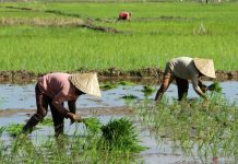Kampanye Berakhir, Danny Azhar 900 Titik, Andi Sudirman Hanya 32 Titik di Sulsel, Siapa Cagub Peduli Rakyat? FOTO: Ilustrasi Petani di Sulawesi Selatan