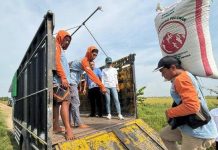 Harga Gabah dan Beras Naik, Wamentan Bulog Berkewajiban Beli di Petani FOTO: Petani saat mengangkut gabah ( istimewa)