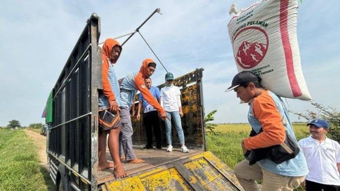 FOTO: Petani saat mengangkut gabah ( istimewa)