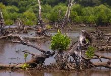 AM Jadi Tersangka Rusak Kawasan Hutan Lindung Magrove, BPN Maros Buka Suara FOTO: Ilustrasi perusakan hutan magrove. (Istimewa)